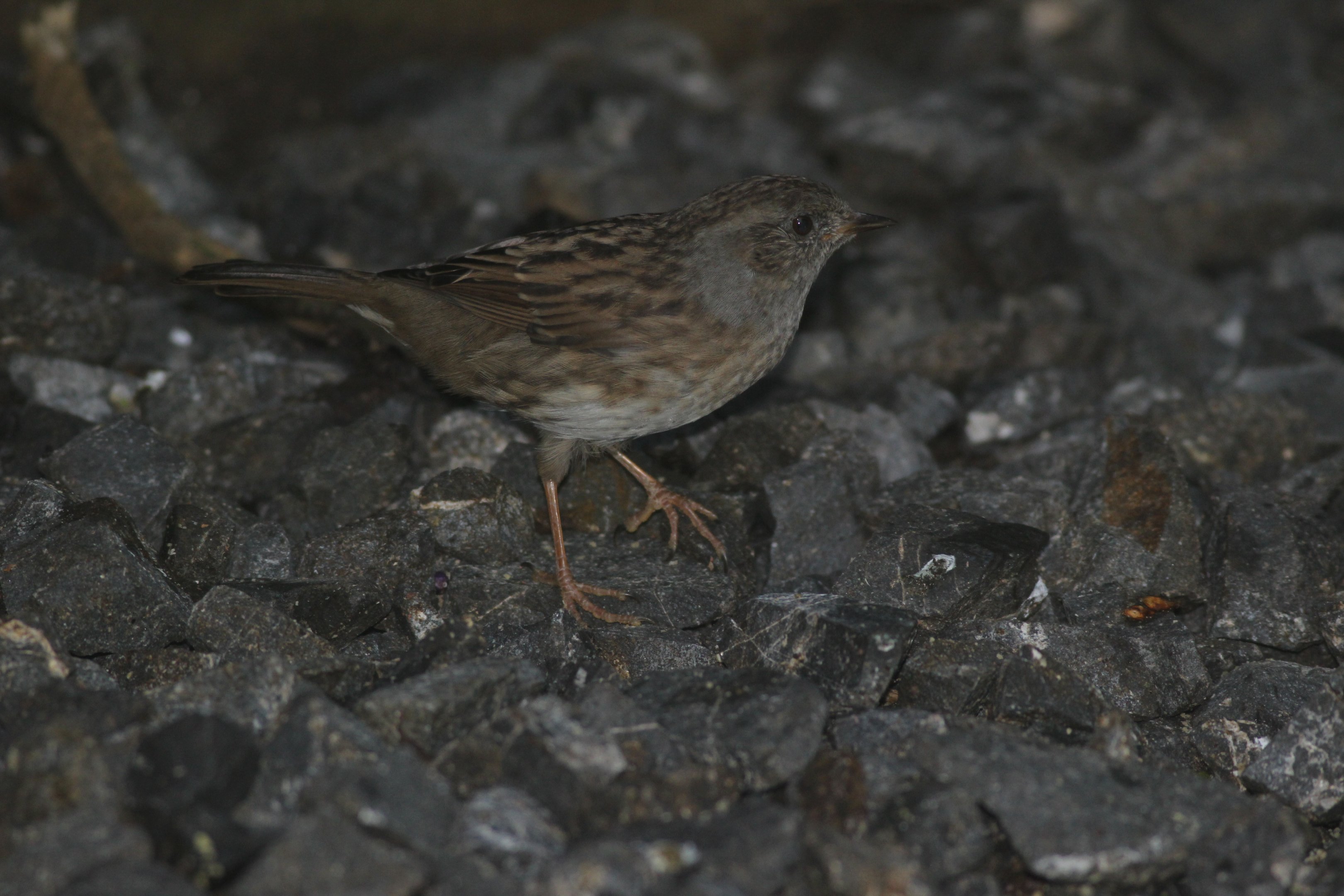 Common Dunnock