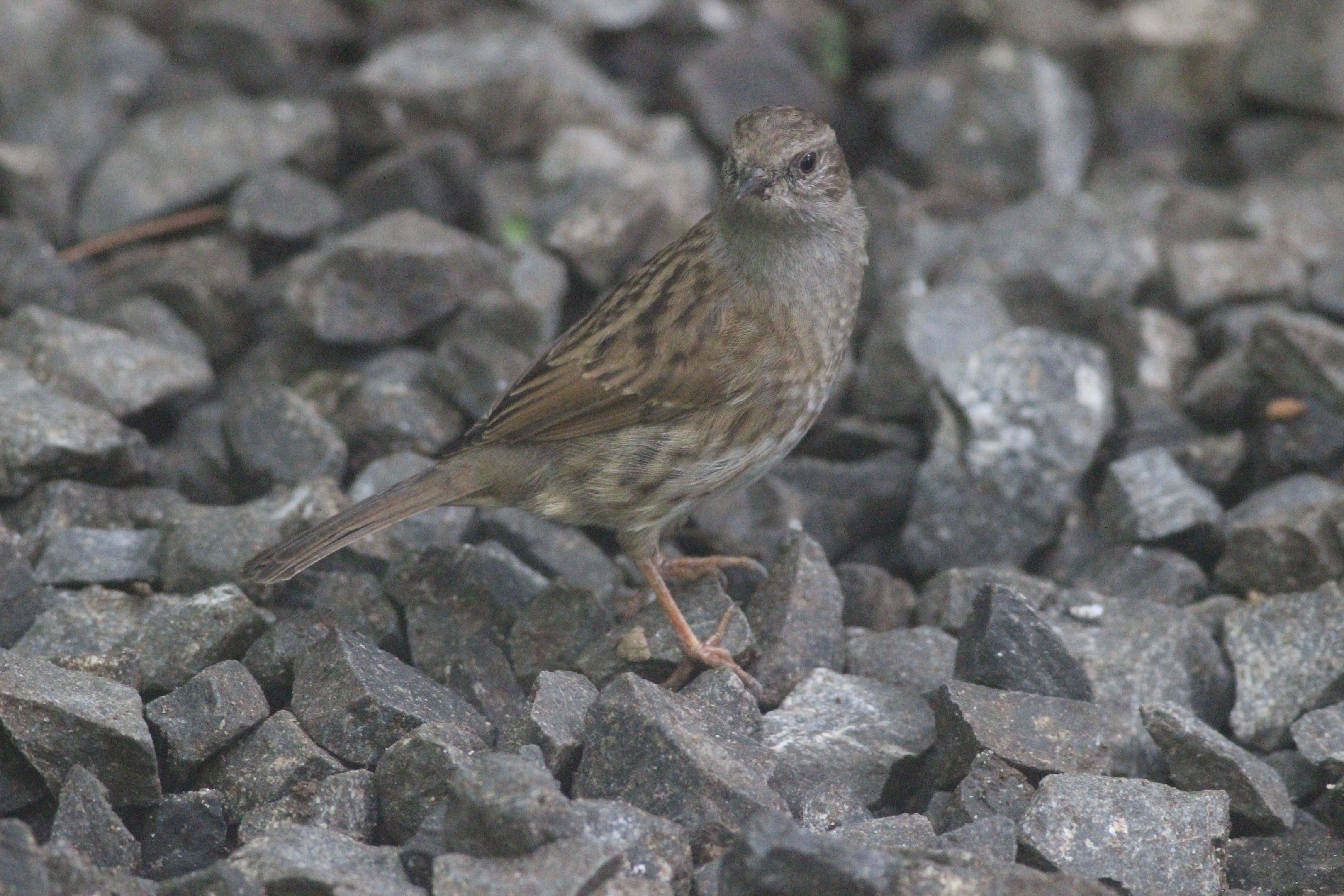 Common Dunnock