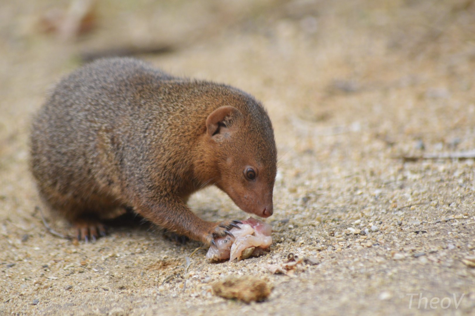 Common dwarf mongoose [2020]