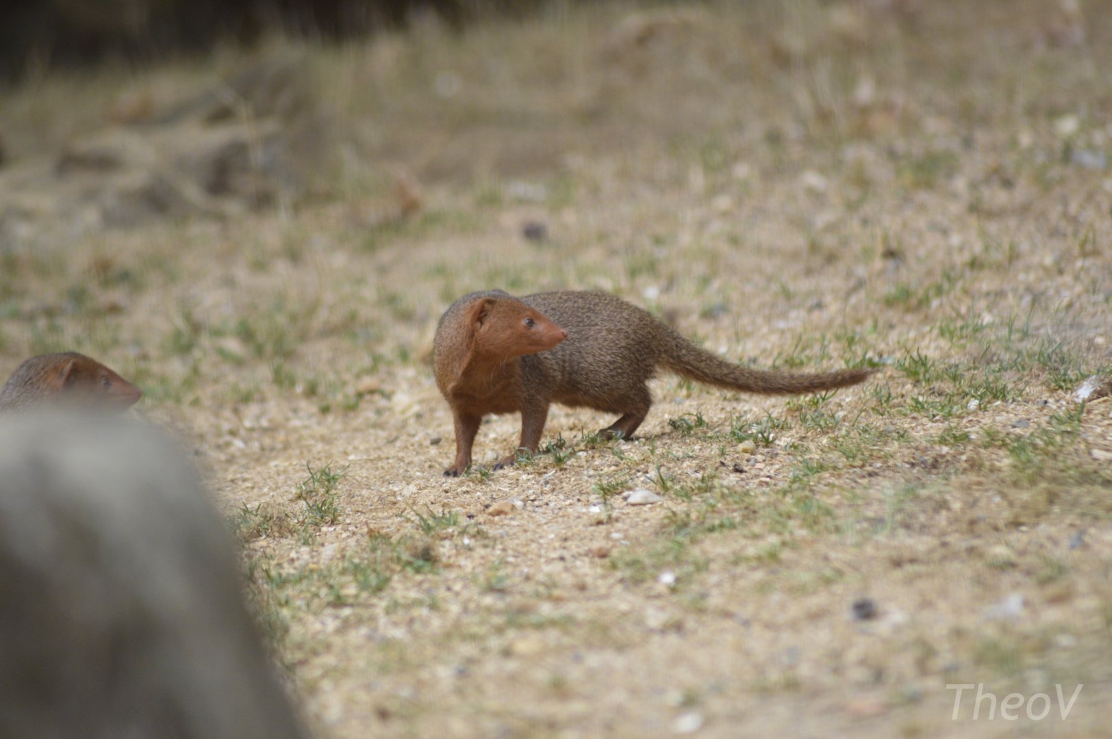 Common dwarf mongoose [2020]