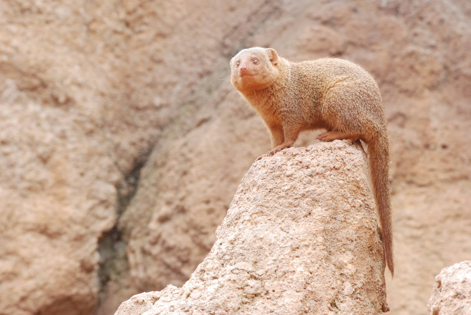 Common Dwarf Mongoose at Bioparc Valencia, 28/05/11
