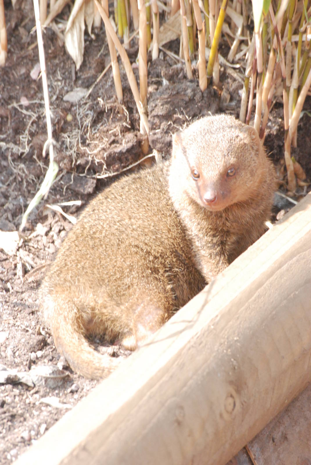 Common Dwarf Mongoose at Blackbrook 29/04/11