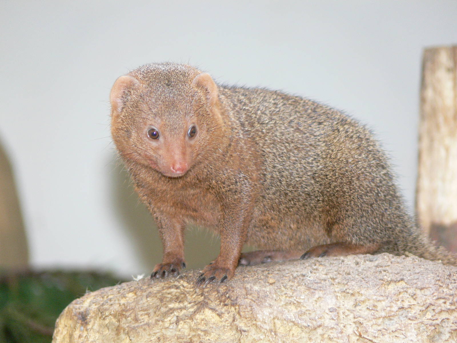 Common Dwarf Mongoose at Blackpool Zoo, 26/05/13