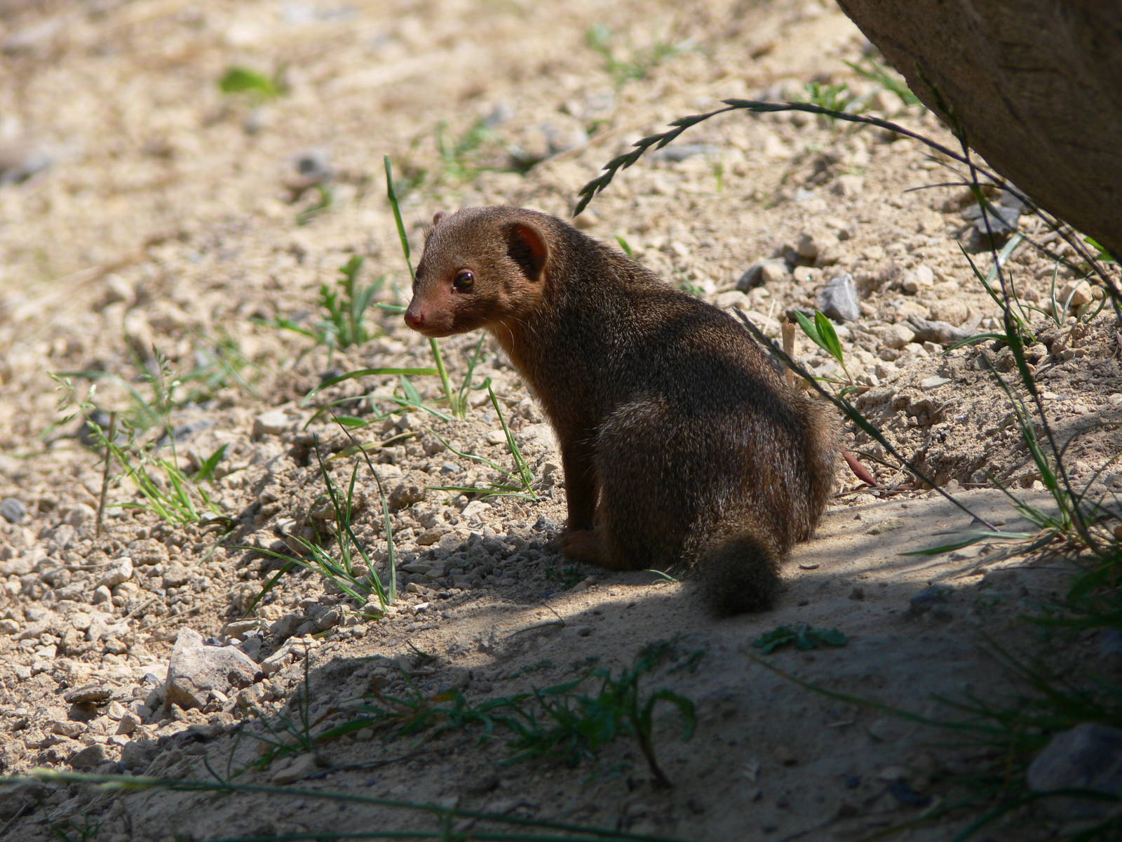 Common Dwarf Mongoose at Chester Zoo, 06/07/13