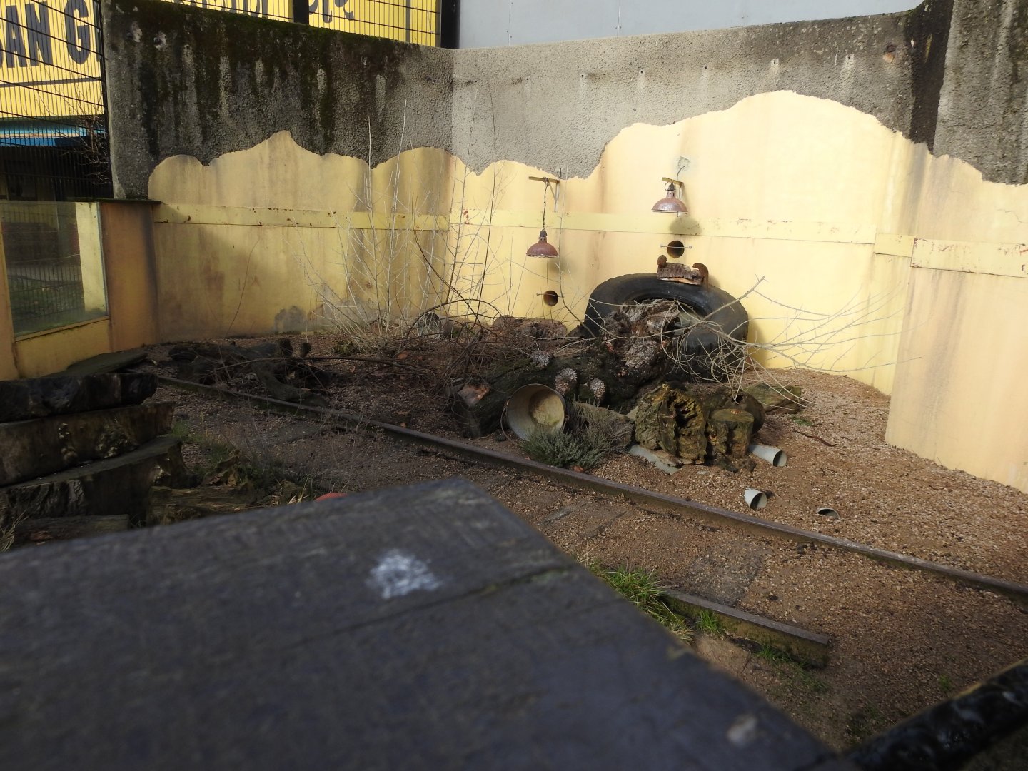 Common Dwarf Mongoose (Helogale parvula) Enclosure 2