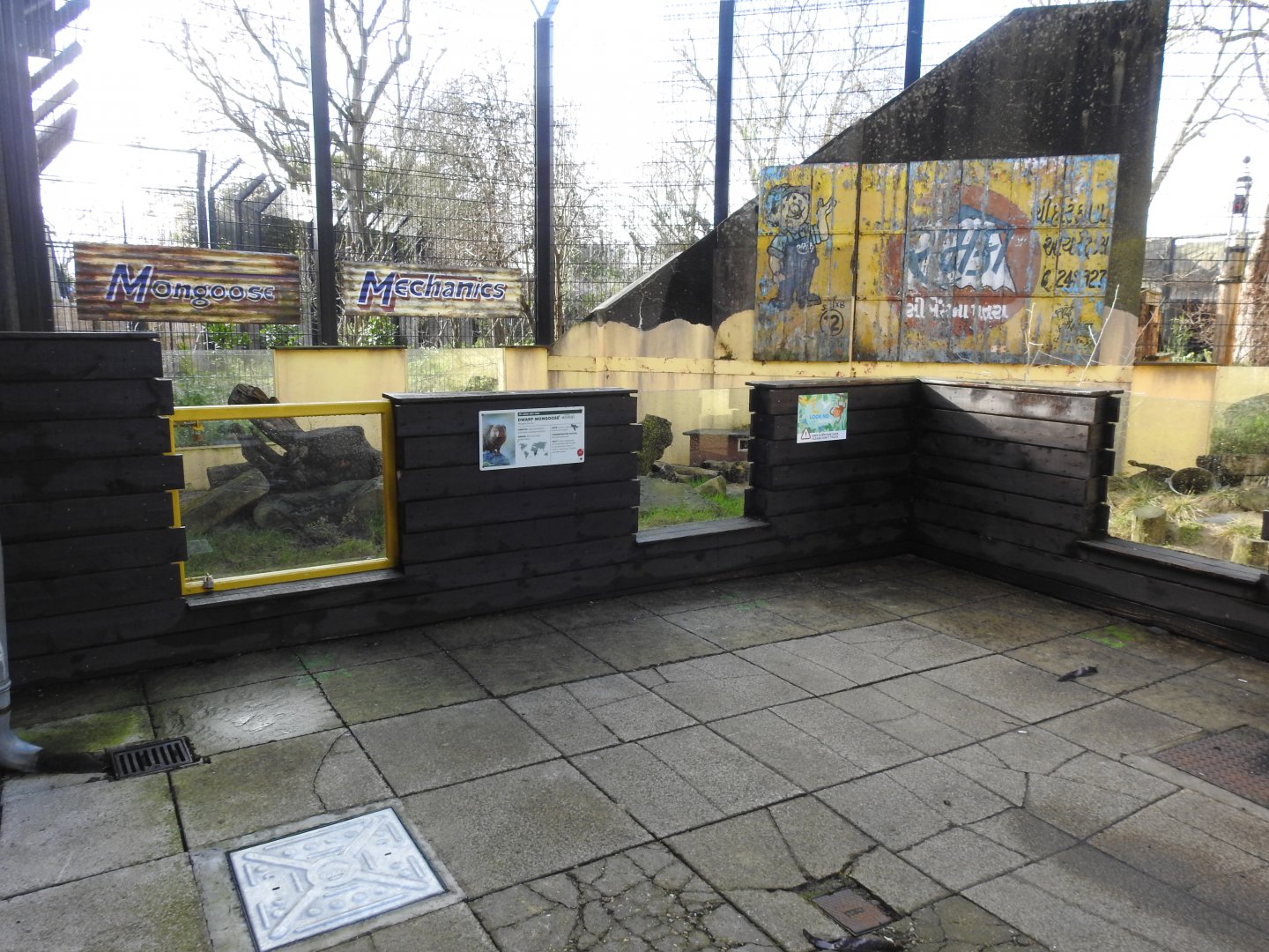Common Dwarf Mongoose (Helogale parvula) Enclosure