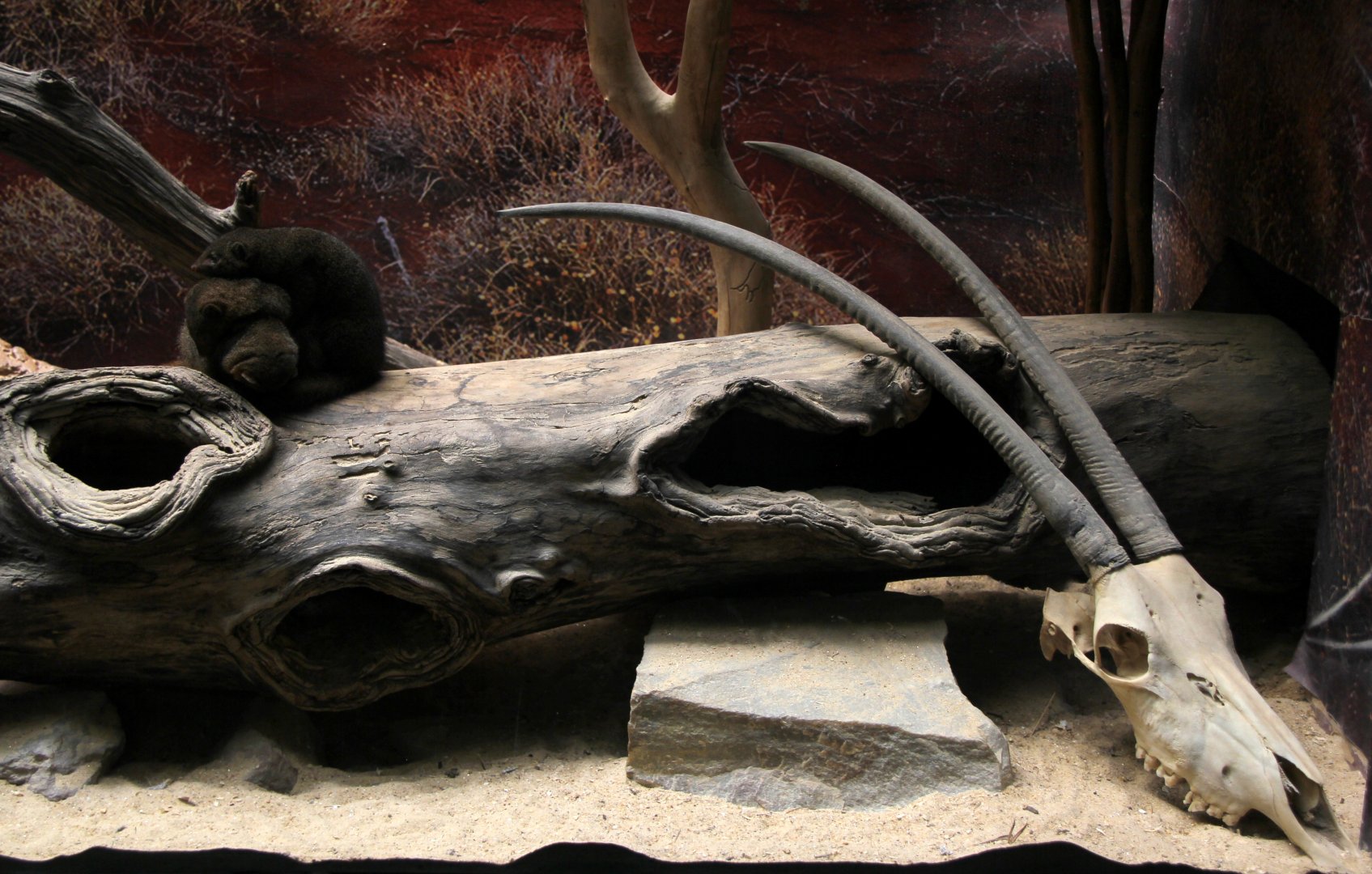 common dwarf mongoose (Helogale parvula) exhibit