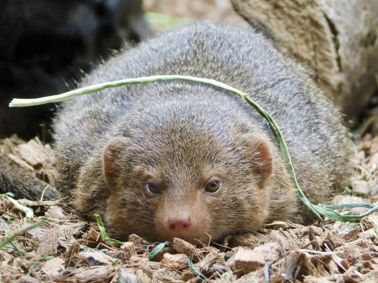 Common Dwarf Mongoose (Helogale parvula) March 15, 2025