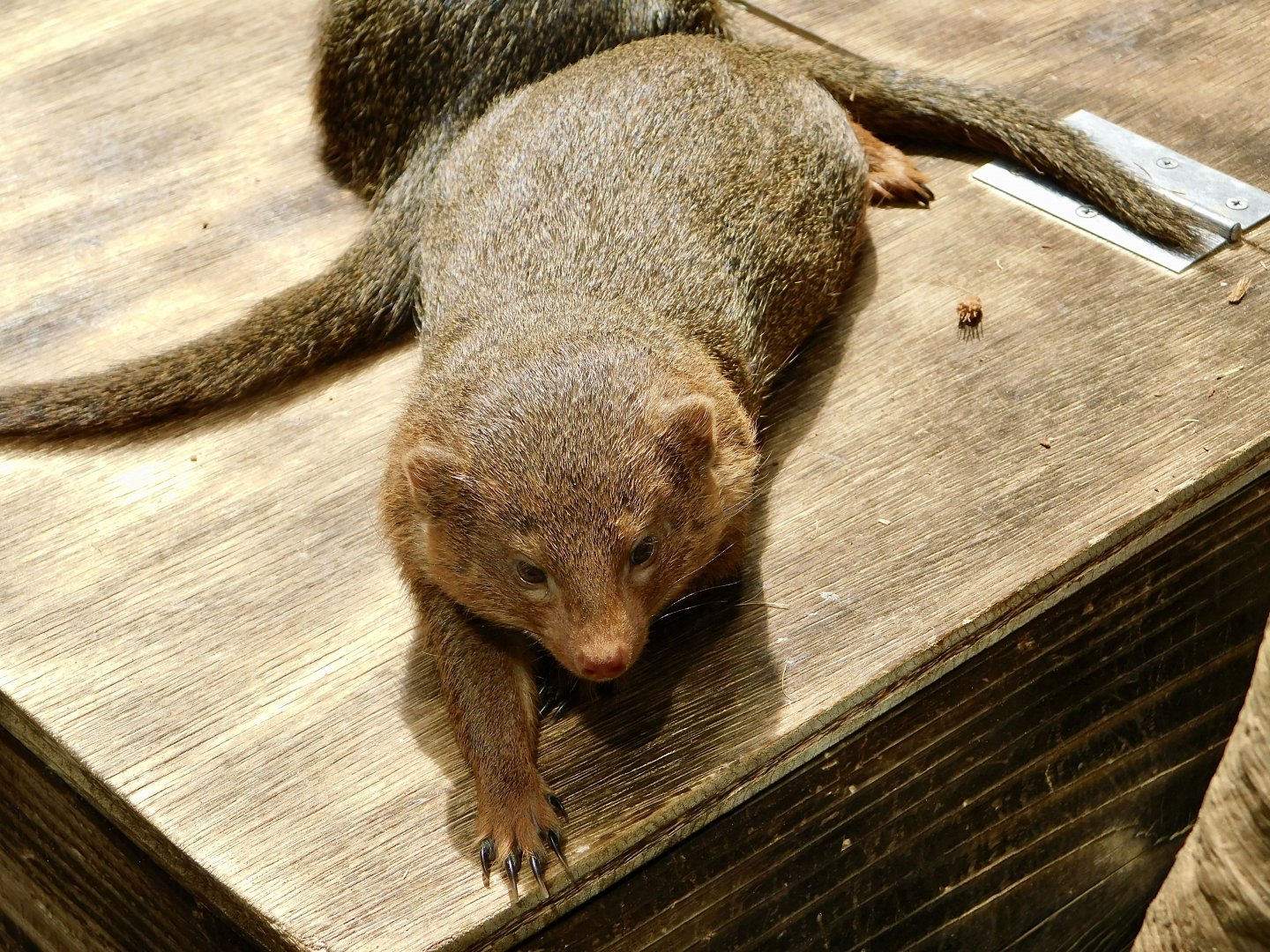 Common Dwarf Mongoose (Helogale parvula) March 30, 2025