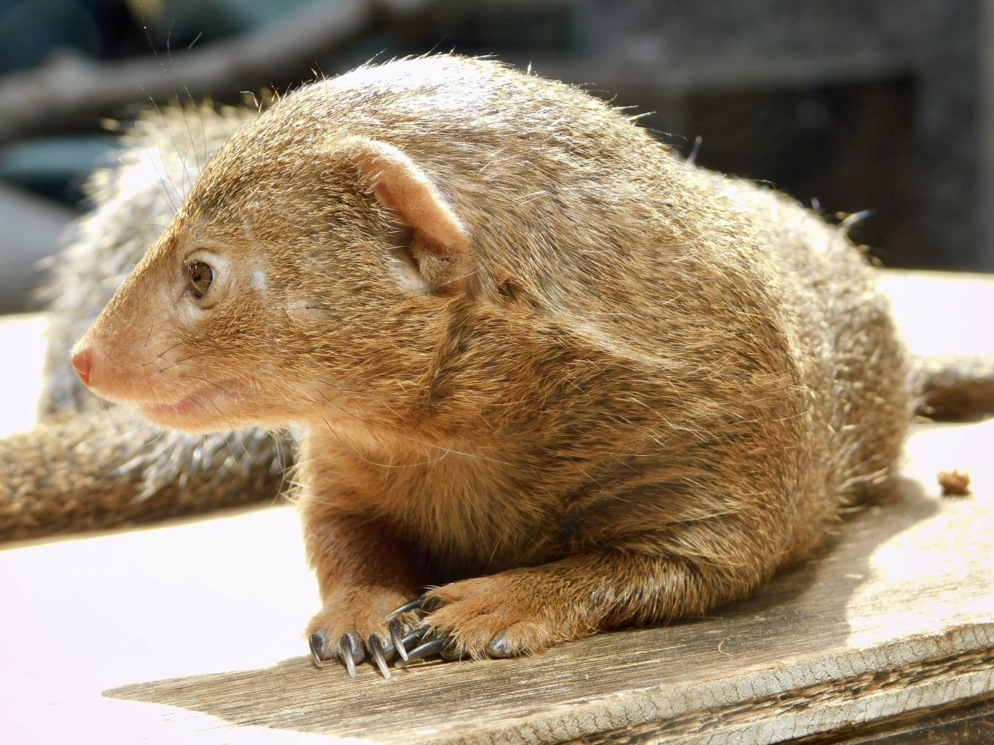 Common Dwarf Mongoose (Helogale parvula) March 30, 2025