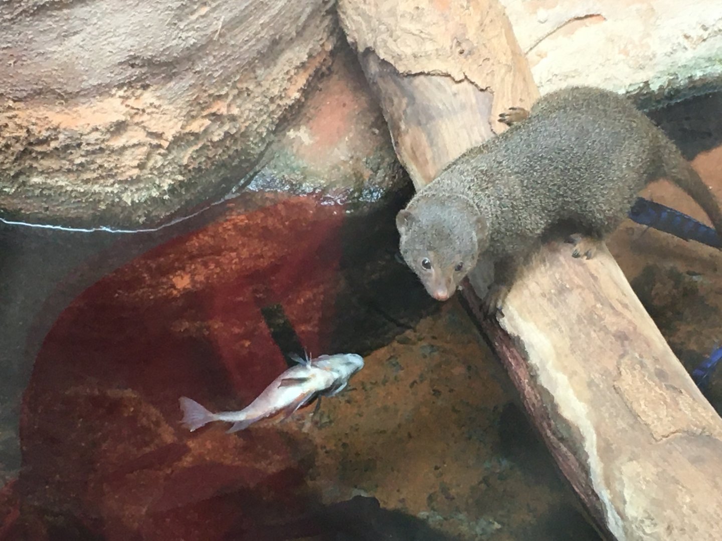 Common Dwarf Mongoose (Helogale parvula) with dead fish