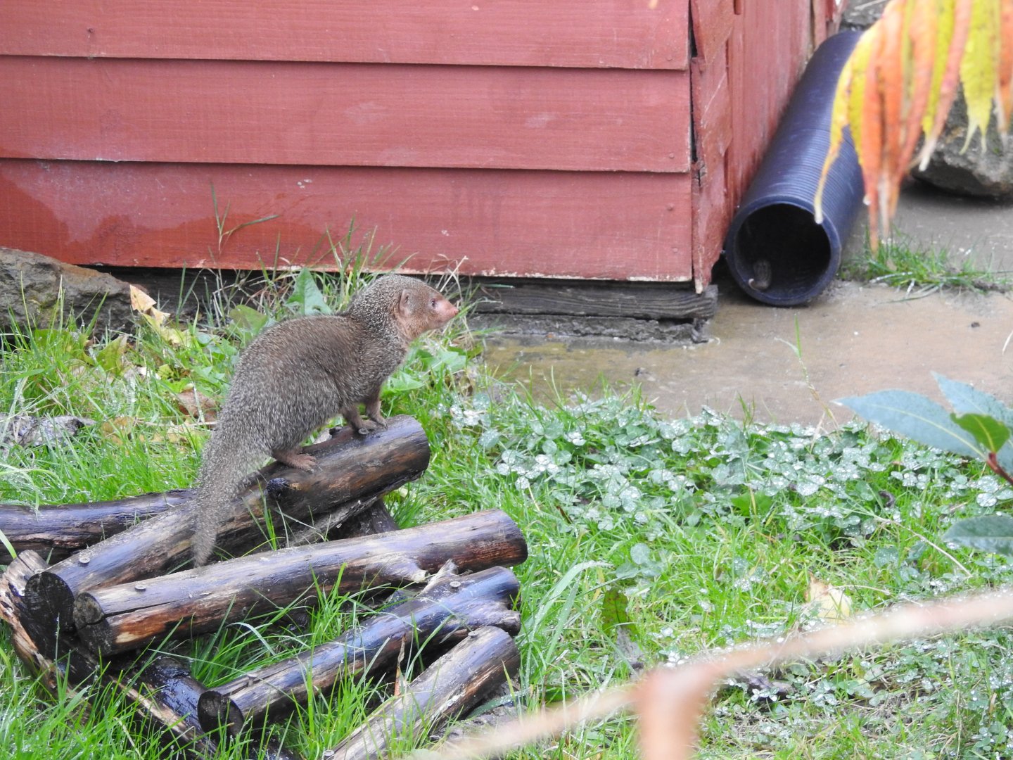 Common Dwarf Mongoose (Helogale parvula)