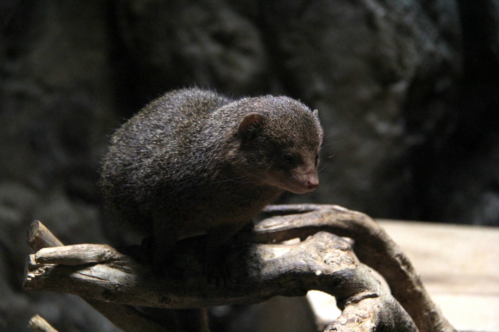 common dwarf mongoose (Helogale parvula)