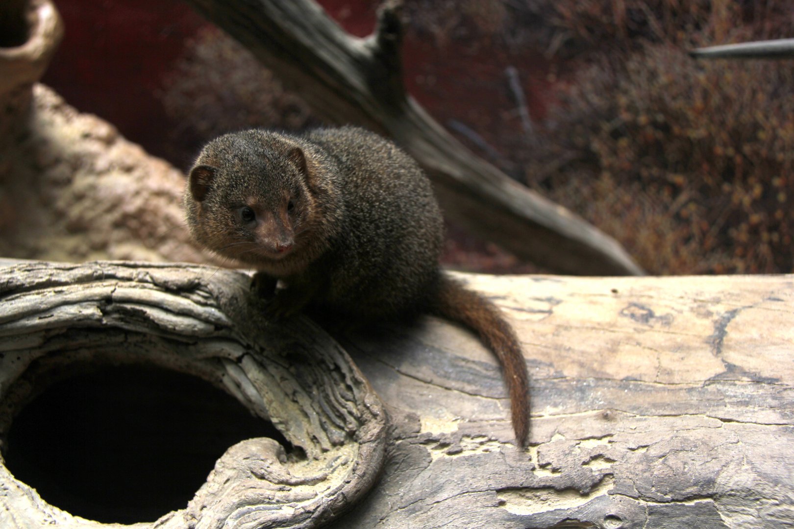 common dwarf mongoose (Helogale parvula)