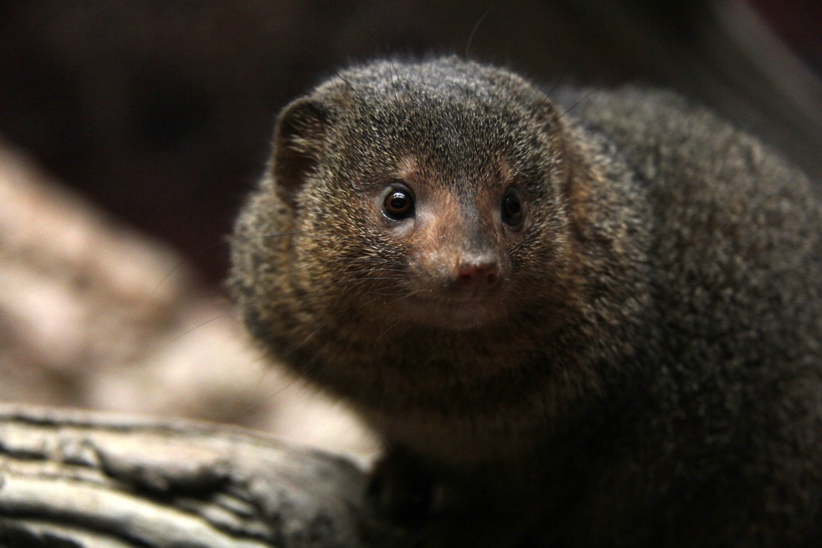 common dwarf mongoose (Helogale parvula)