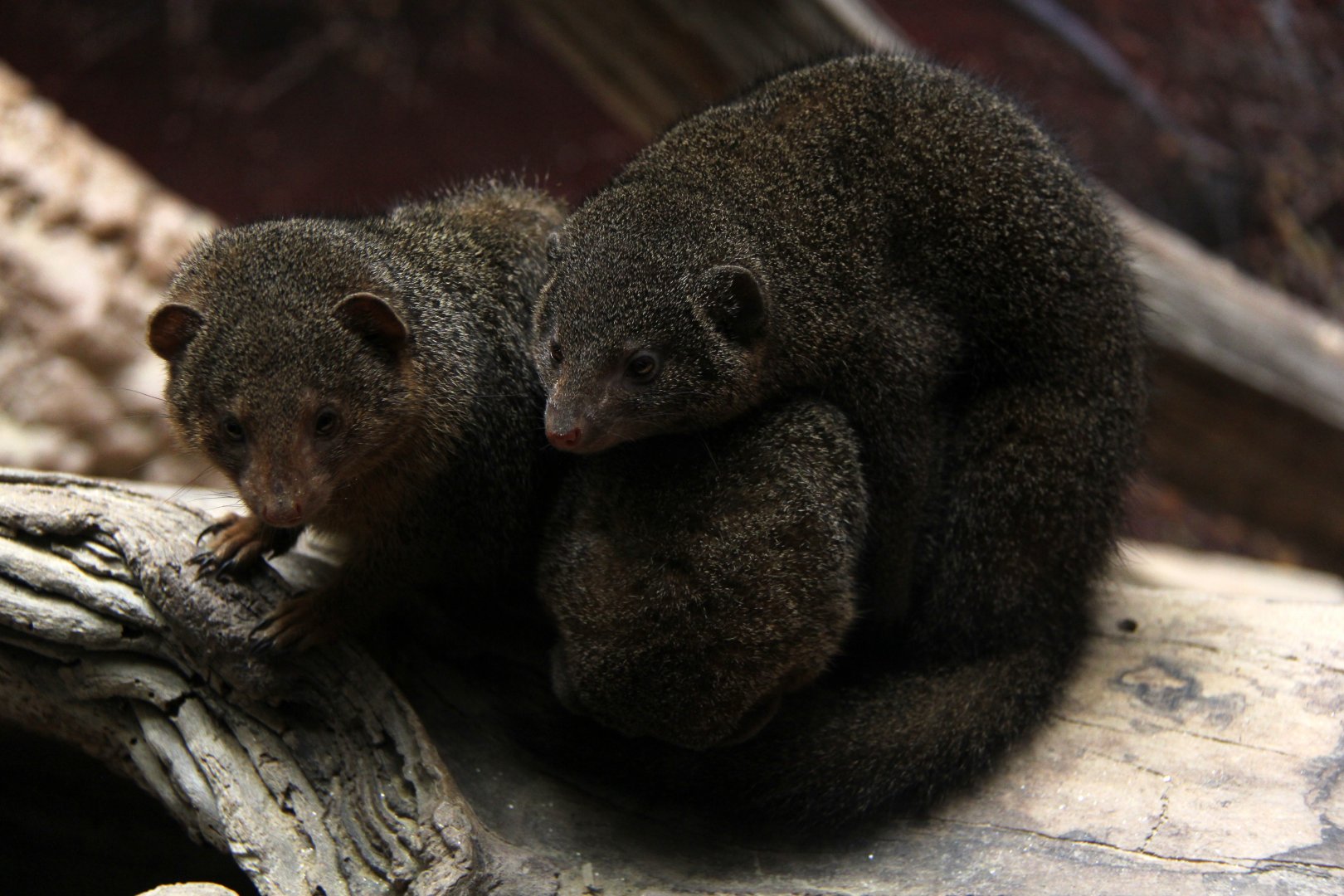common dwarf mongoose (Helogale parvula)