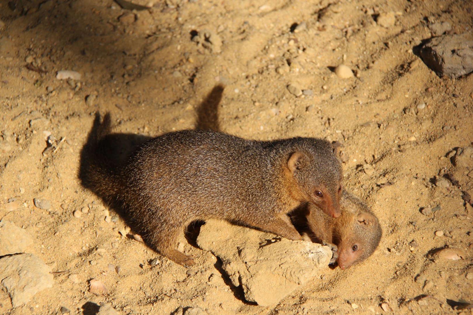 common dwarf mongoose (Helogale parvula)