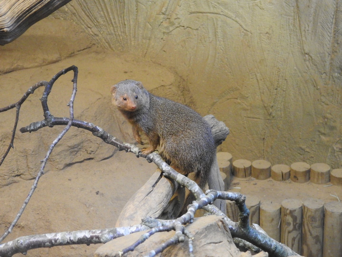 Common Dwarf Mongoose (Helogale parvula)