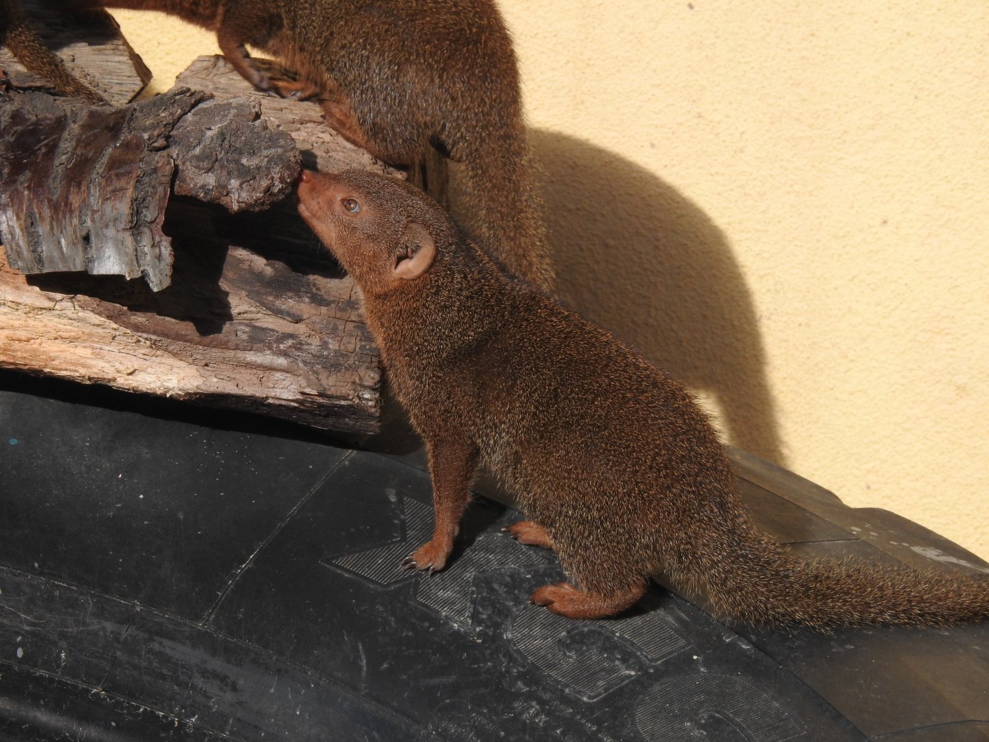Common Dwarf Mongoose (Helogale parvula)