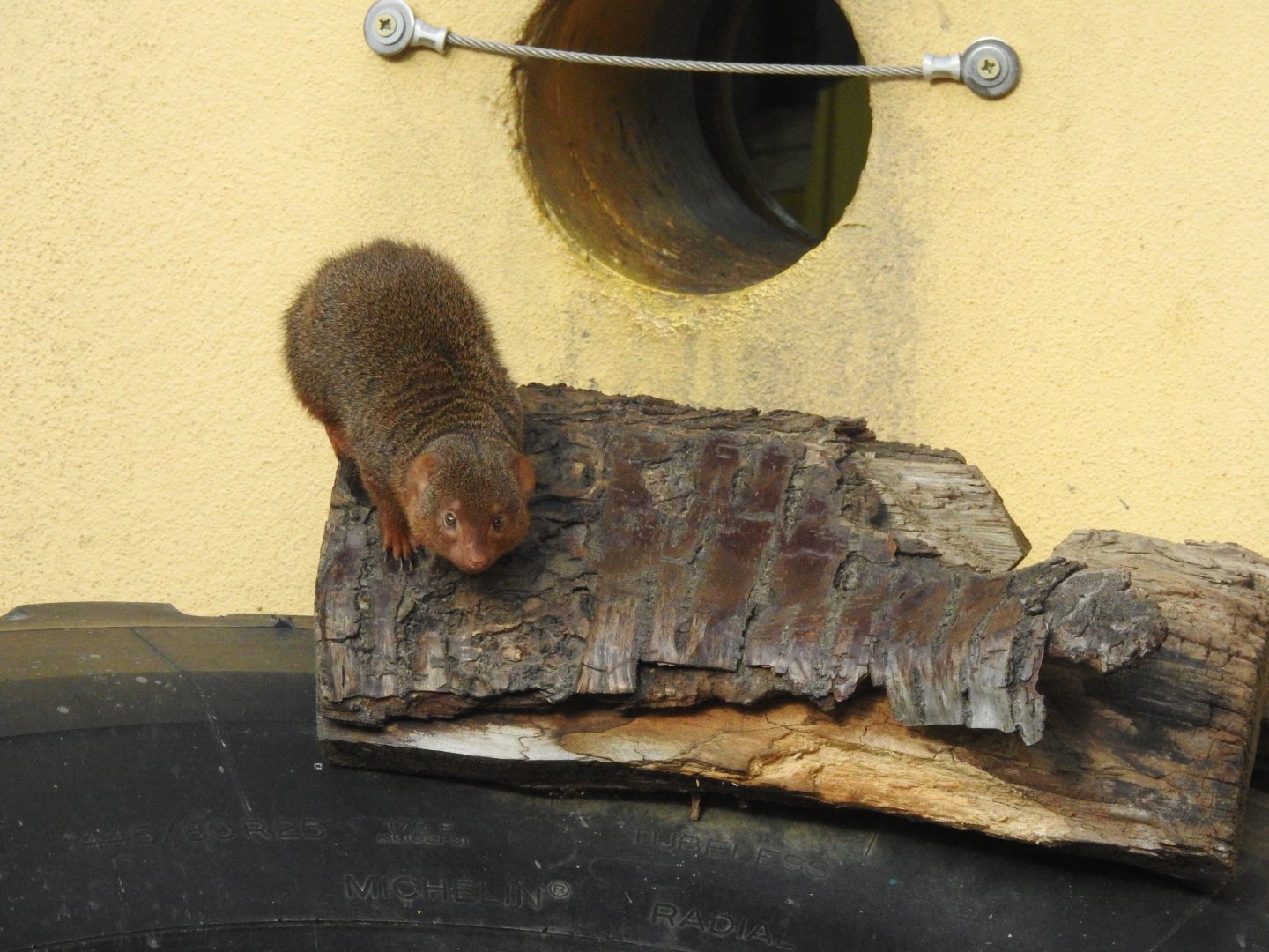 Common Dwarf Mongoose (Helogale parvula)