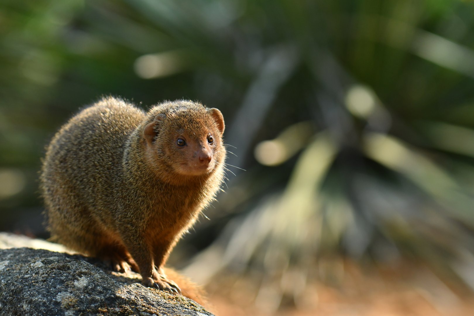 Common dwarf mongoose (Helogale parvula)