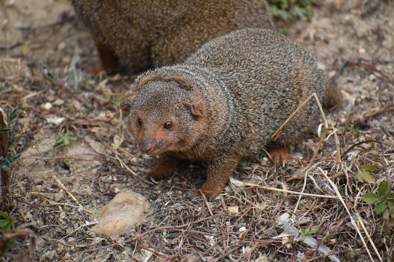 Common Dwarf Mongoose - Helogale parvula