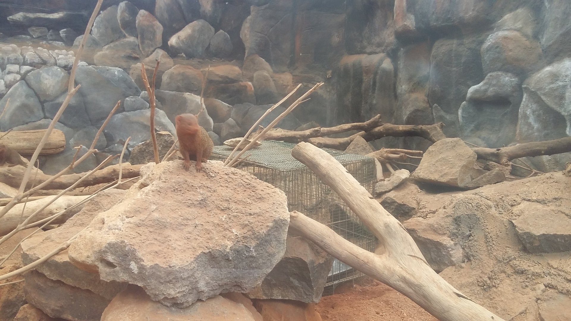 Common dwarf mongoose (Helogale parvula)