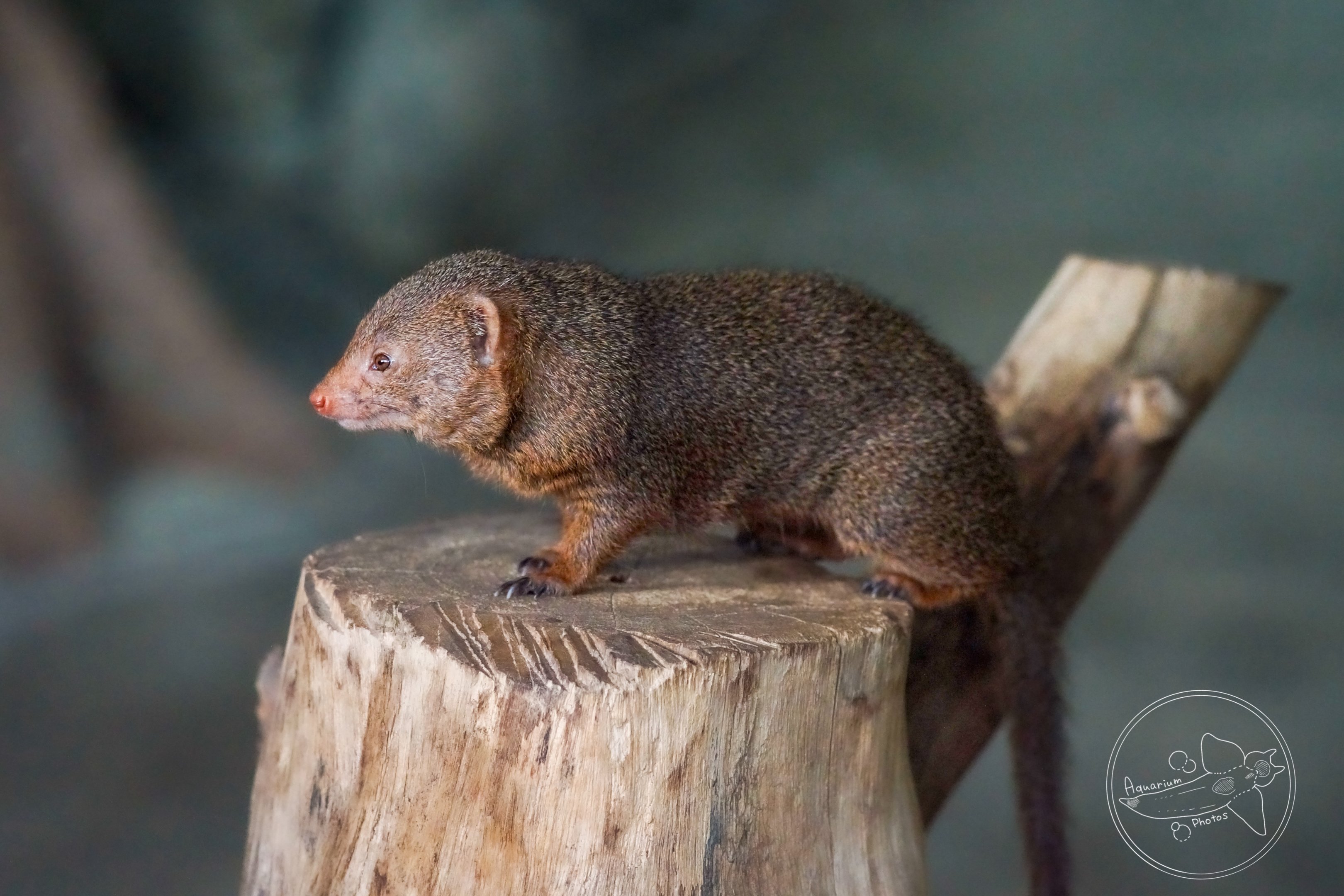 Common Dwarf Mongoose (Helogale parvula)