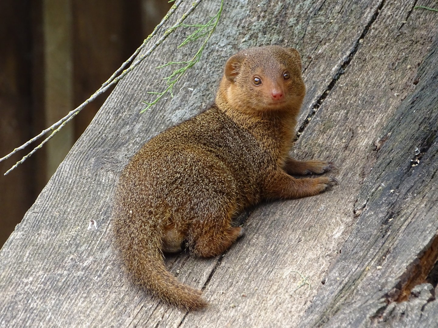 Common dwarf mongoose (Helogale parvula)