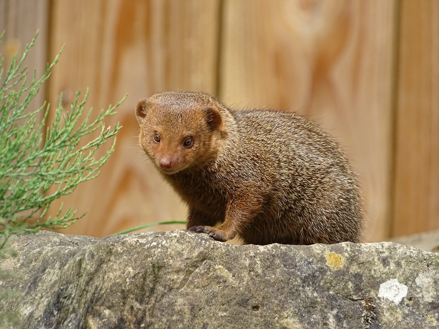 Common dwarf mongoose (Helogale parvula)