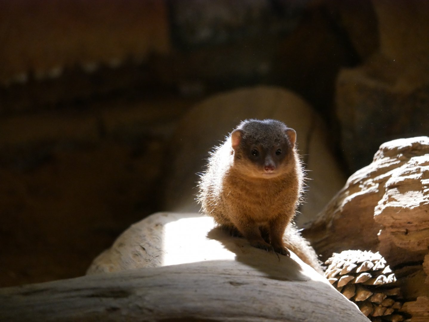 Common dwarf mongoose (Helogale parvula)