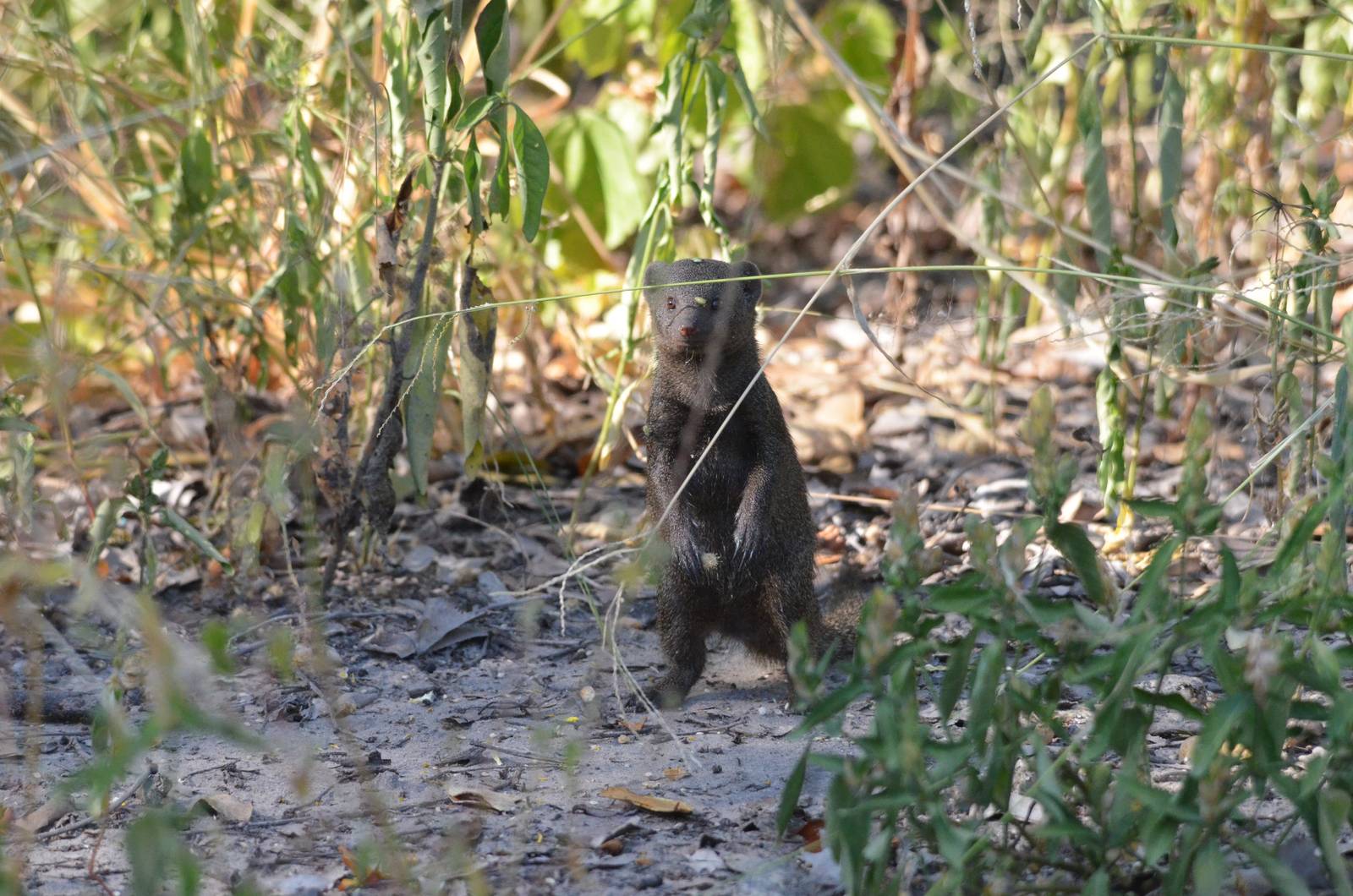 Common Dwarf Mongoose, Moremi Game Reserve, Botswana, 30/04/16