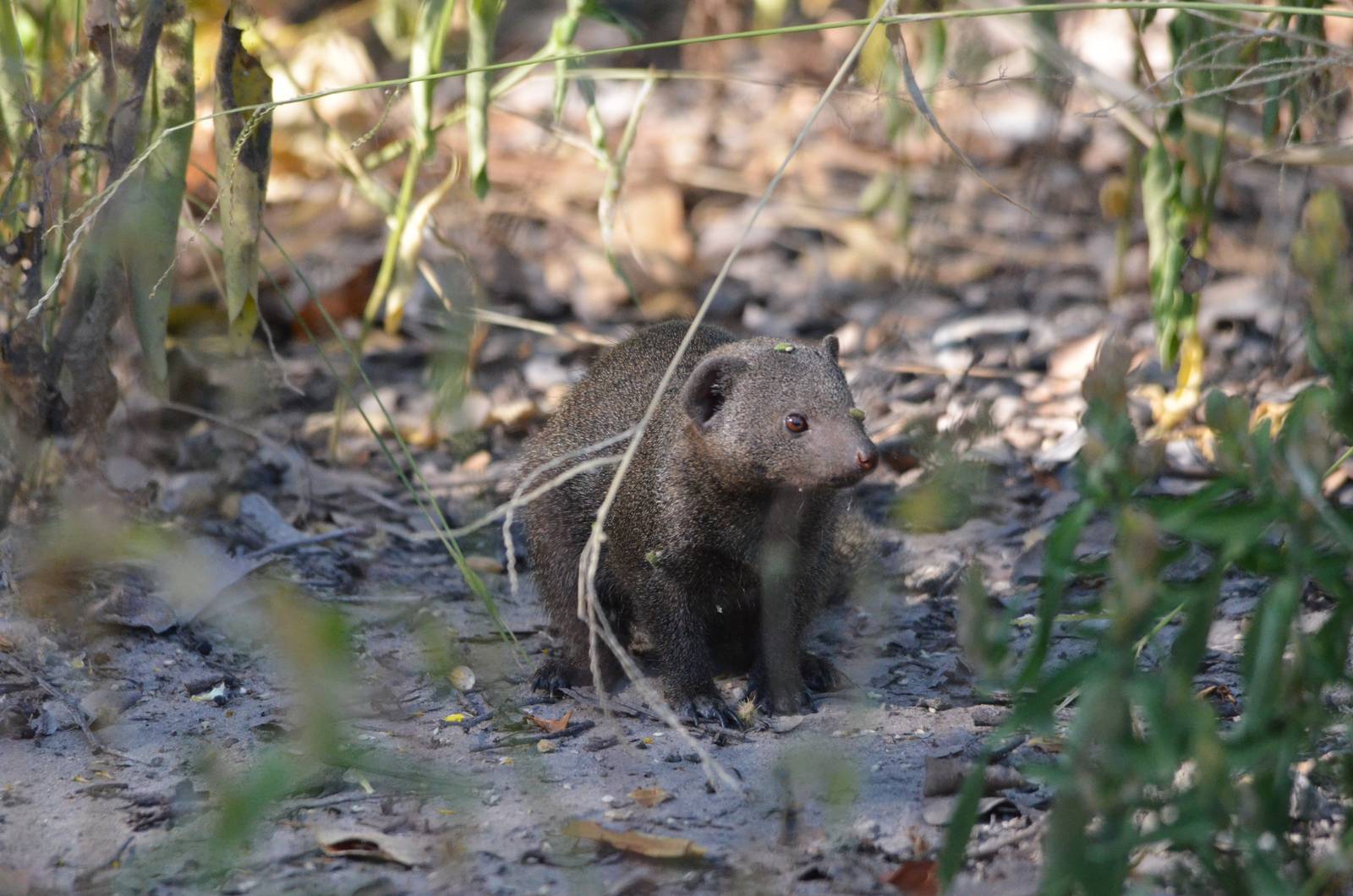 Common Dwarf Mongoose, Moremi Game Reserve, Botswana, 30/04/16