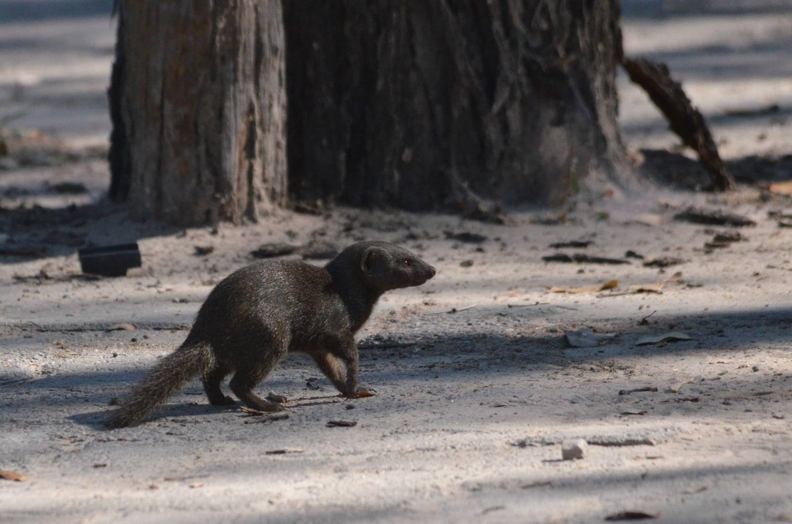 Common Dwarf Mongoose, Moremi Game Reserve, Botswana, 30/04/16