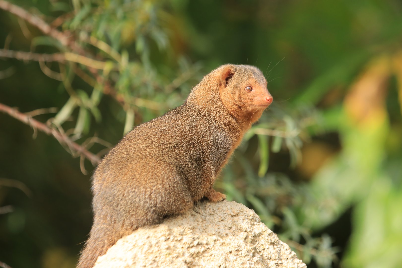 Common Dwarf Mongoose (September 2019)