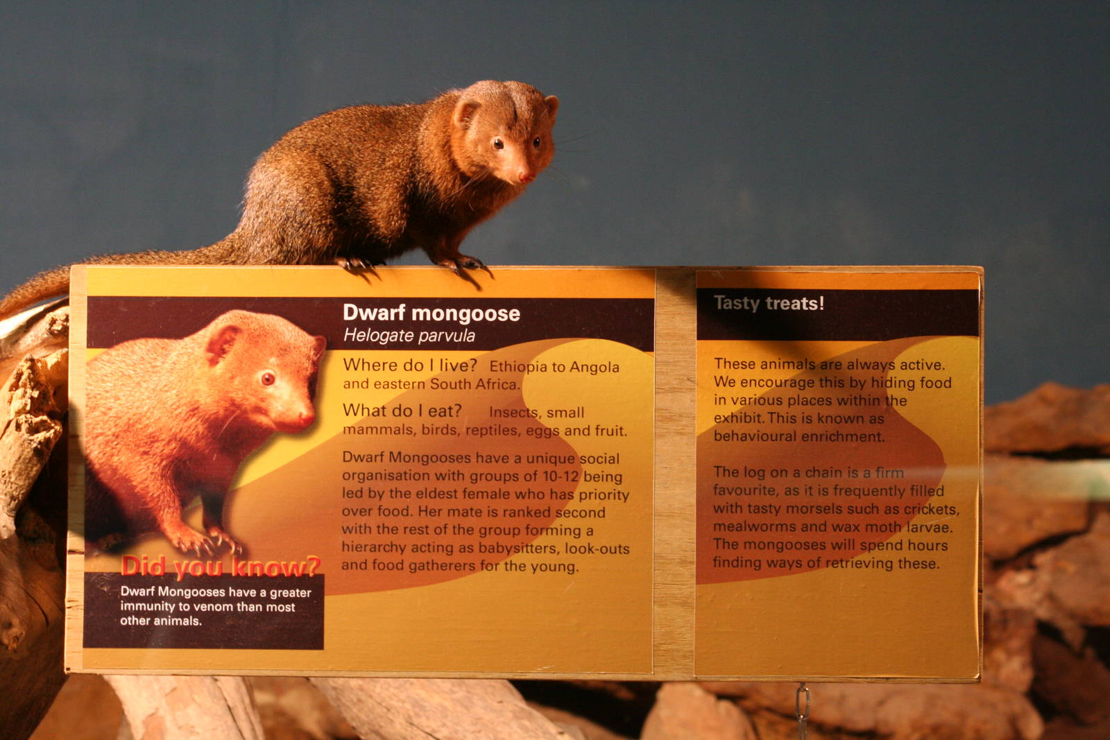 Common dwarf mongoose
