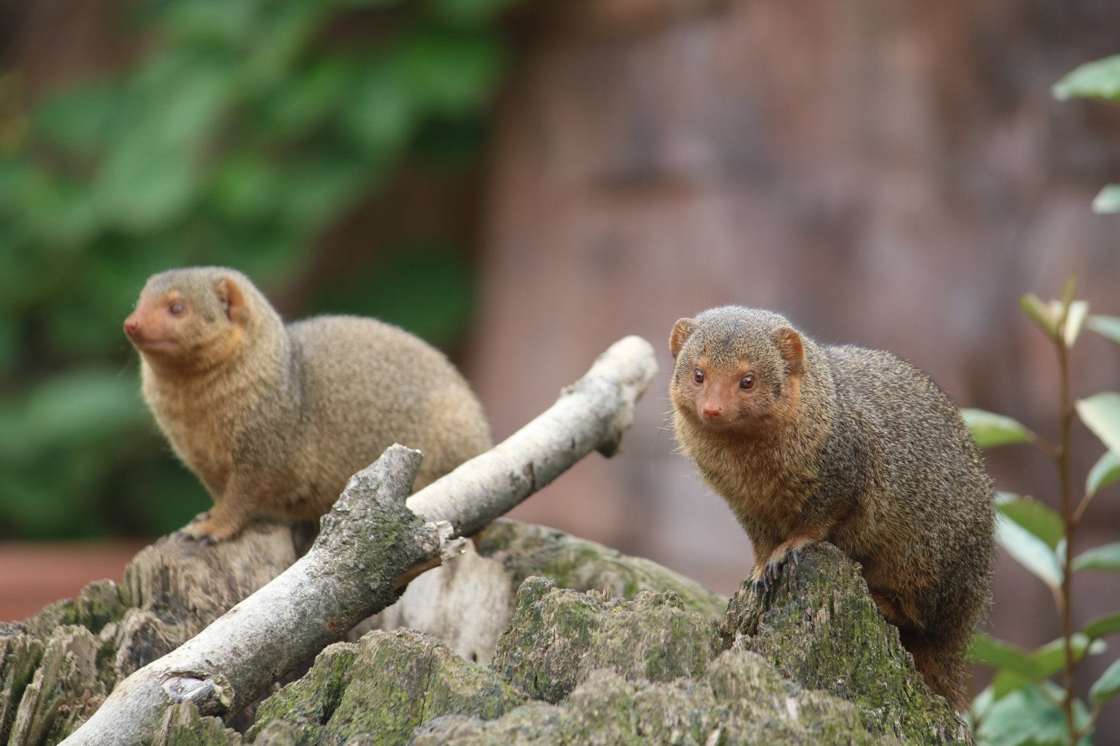 Common dwarf mongoose