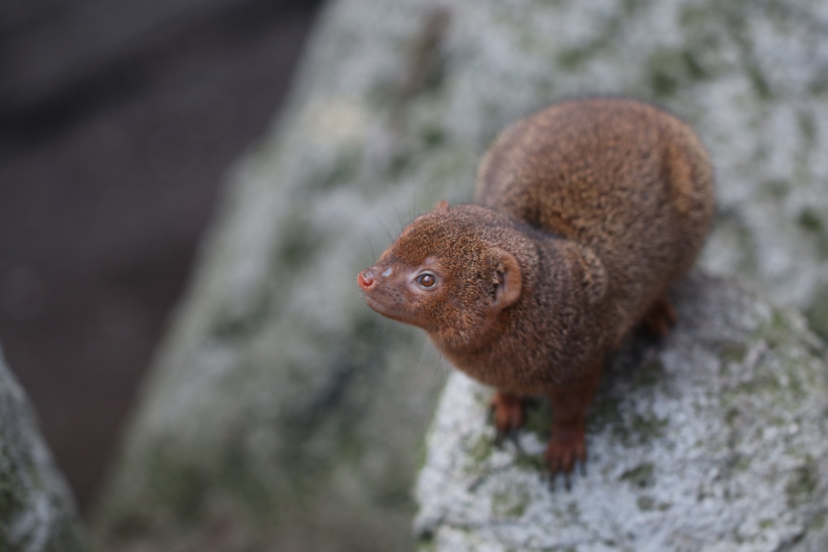 Common dwarf mongoose