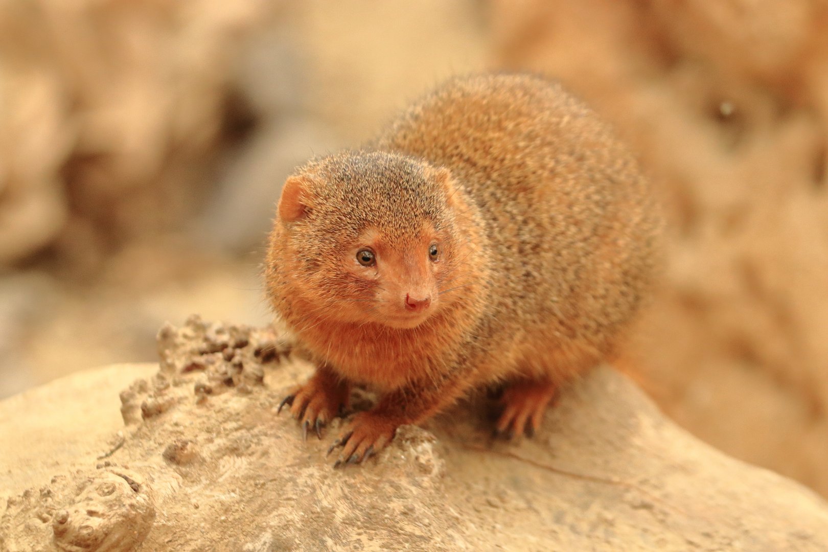 Common dwarf mongoose