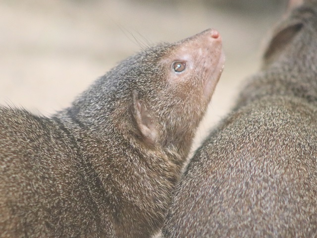 Common Dwarf Mongoose