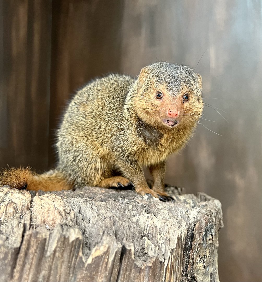Common dwarf mongoose
