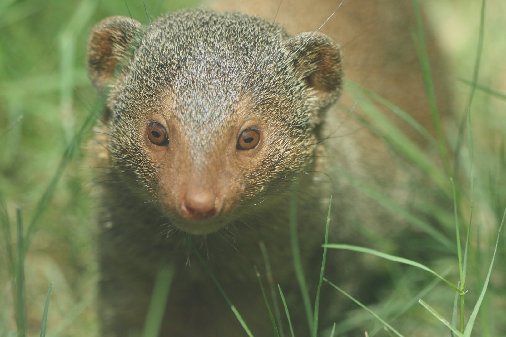 Common dwarf mongoose
