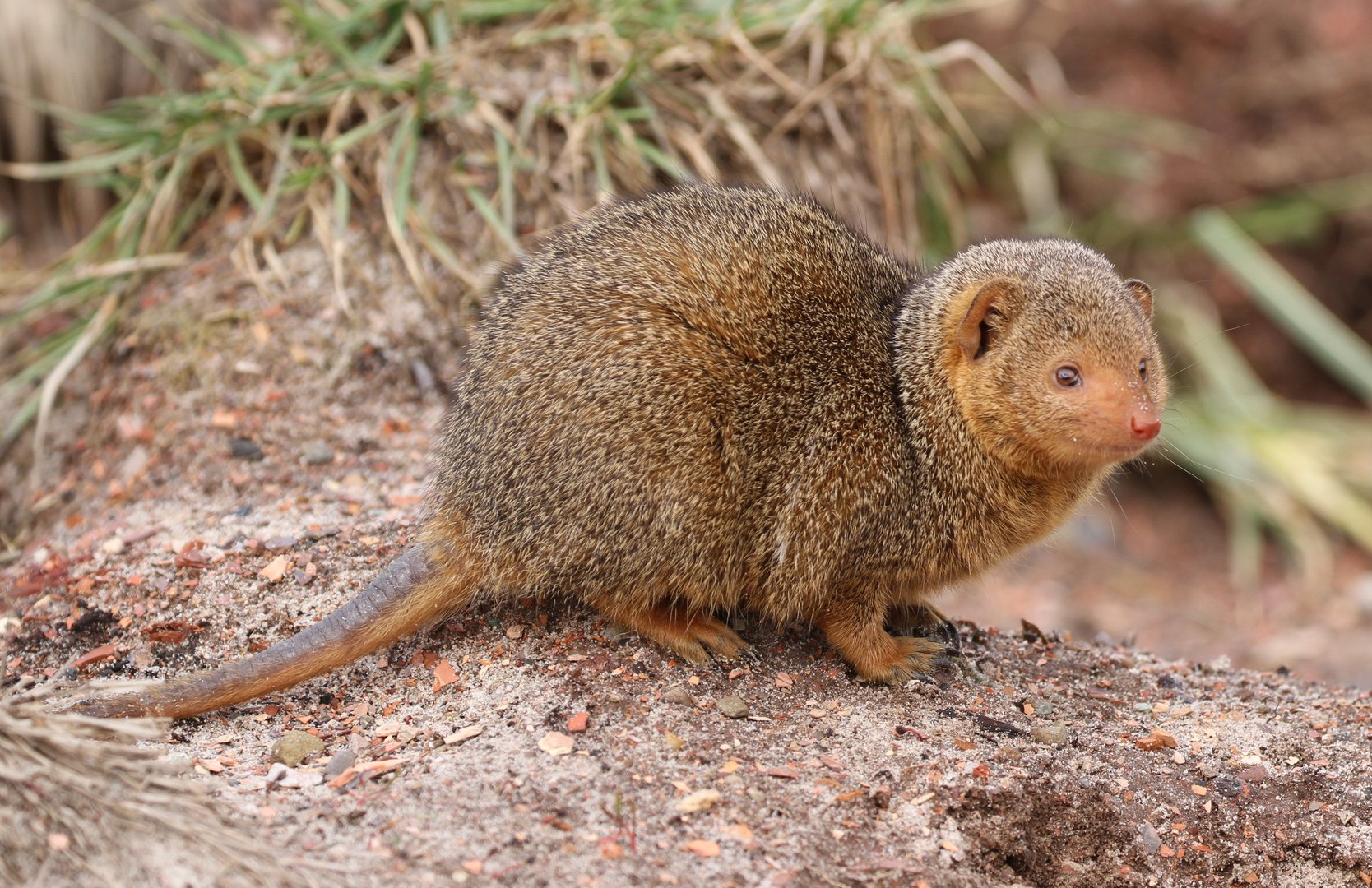 Common Dwarf Mongoose