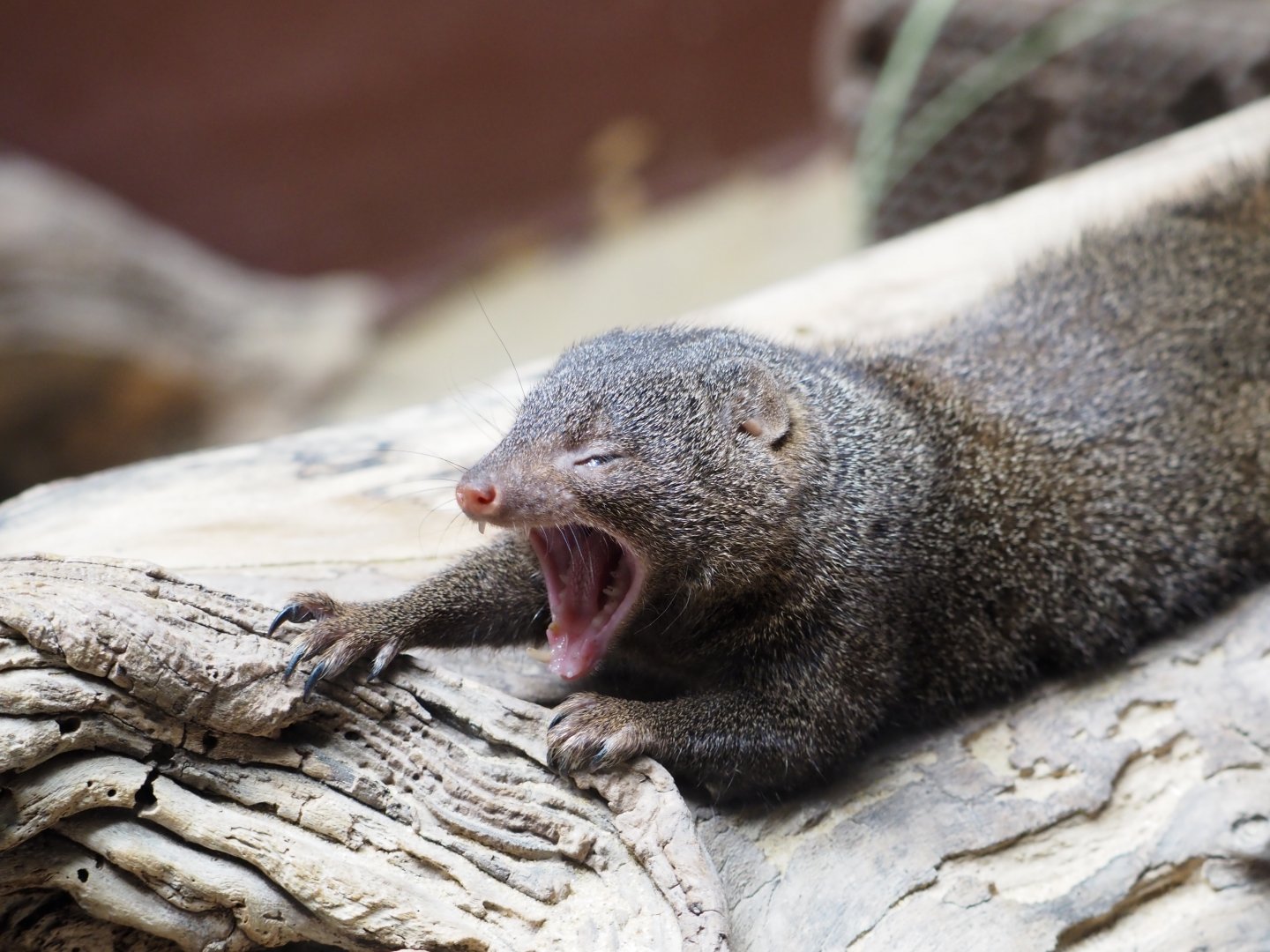Common Dwarf Mongoose