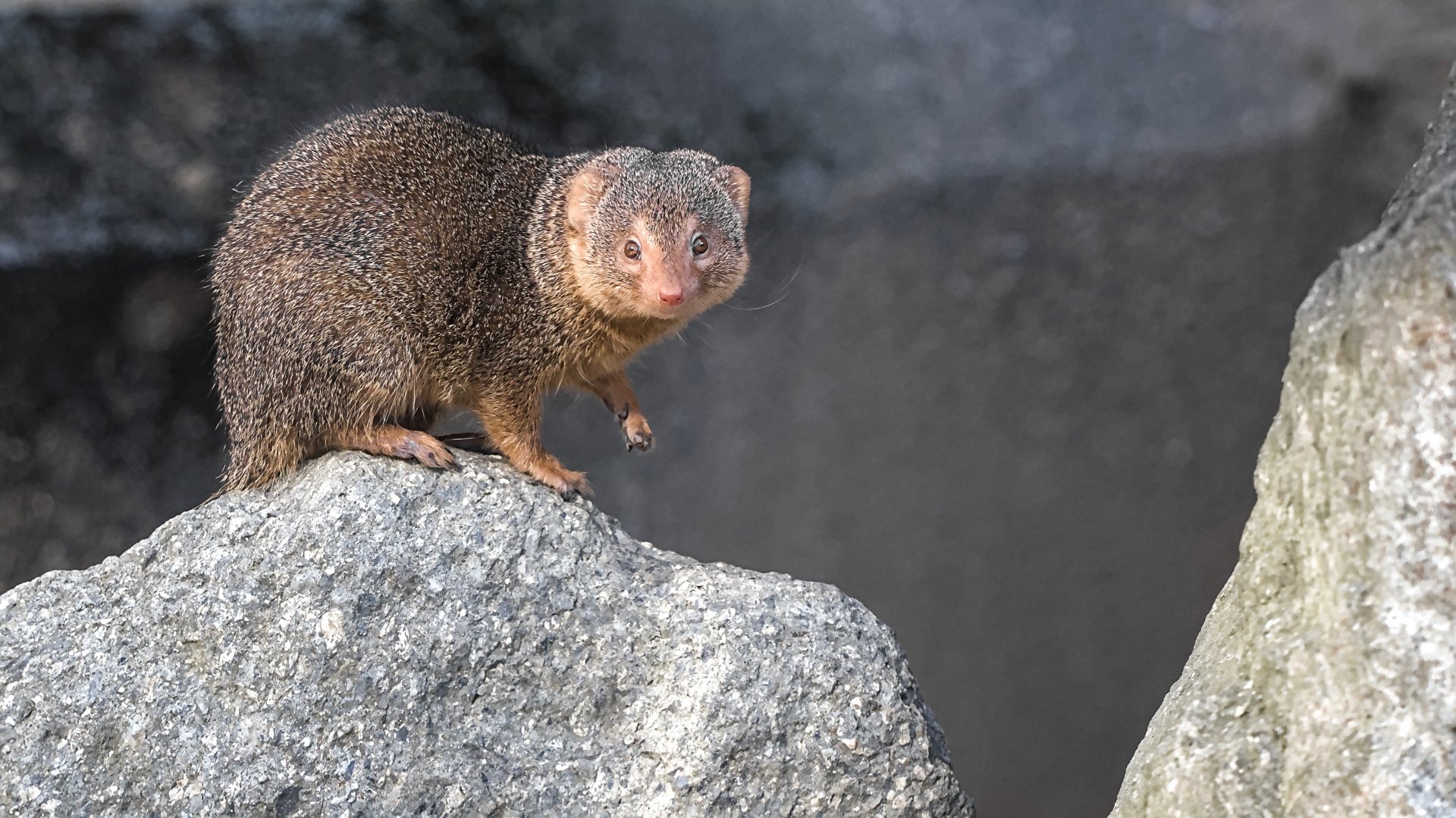 Common dwarf mongoose