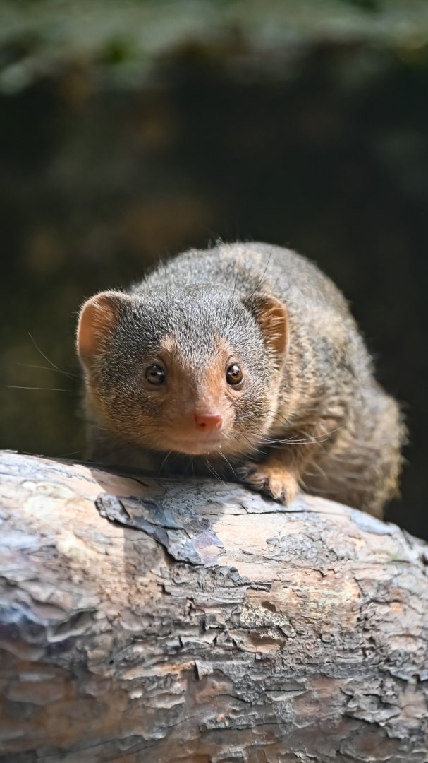 Common dwarf mongoose