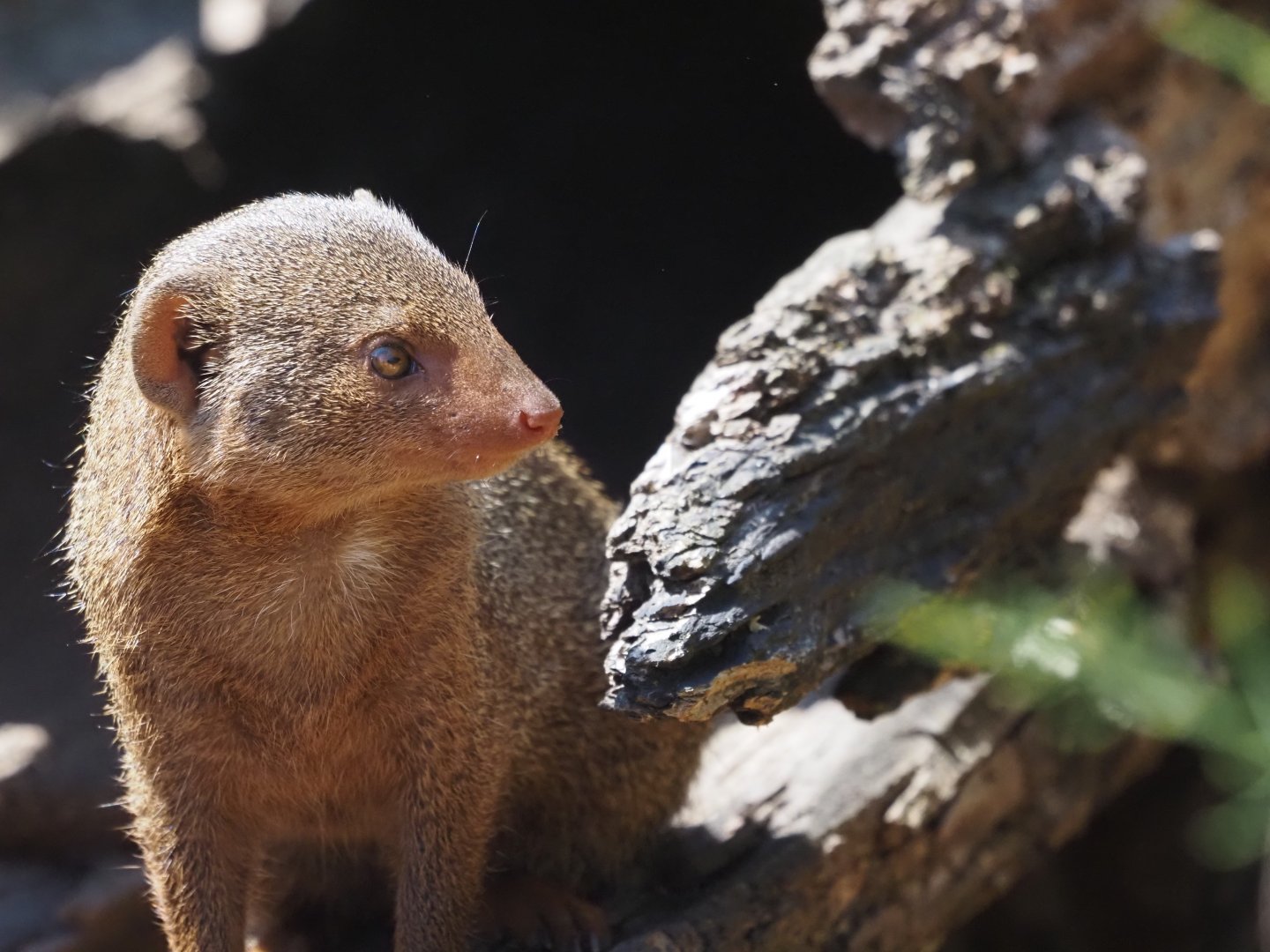 Common Dwarf Mongoose