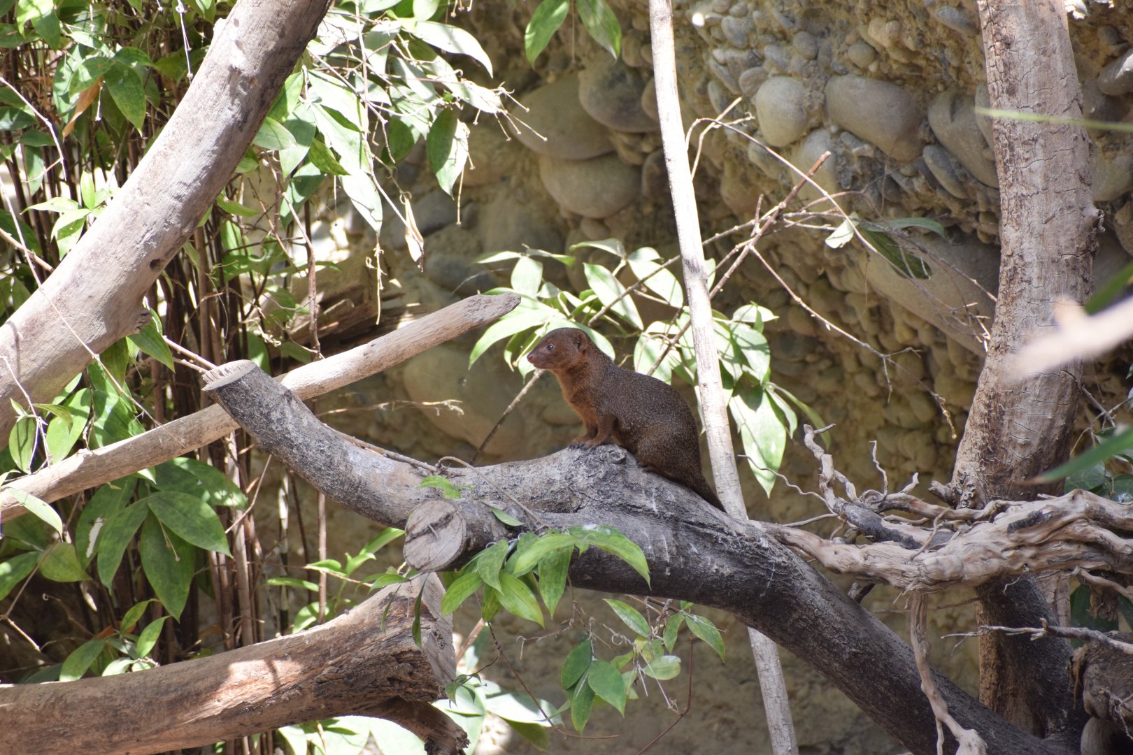 Common dwarf mongoose