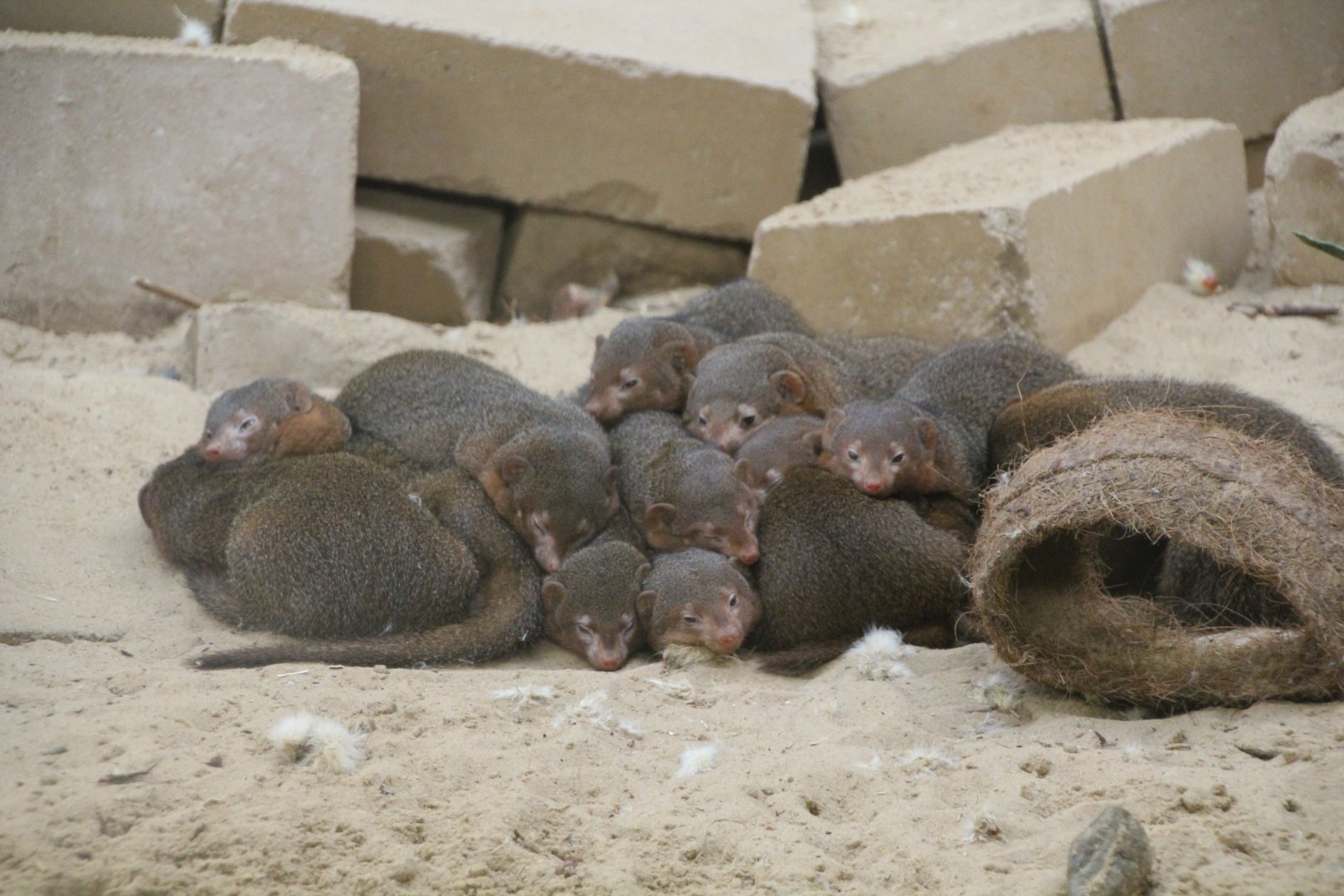 Common dwarf mongooses - August 2018
