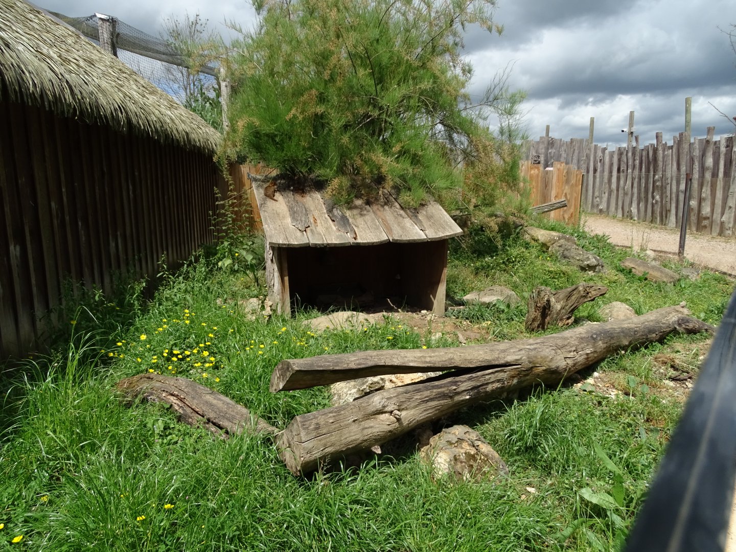 Common dwarf mongooses (Helogale parvula) exhibit